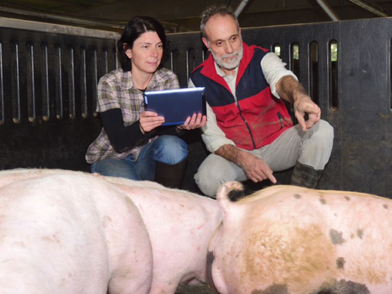 Revolutionising the South African Pork Industry with 4Sight's Central Platform On Microsoft Azure